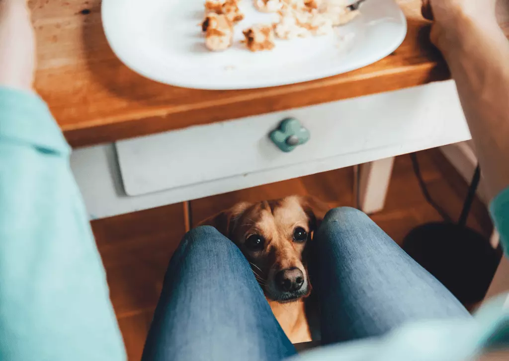 las cebollas son venenosas para los perros