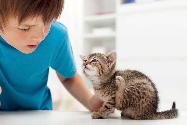 Pulgas en gatos: todo lo que debes saber