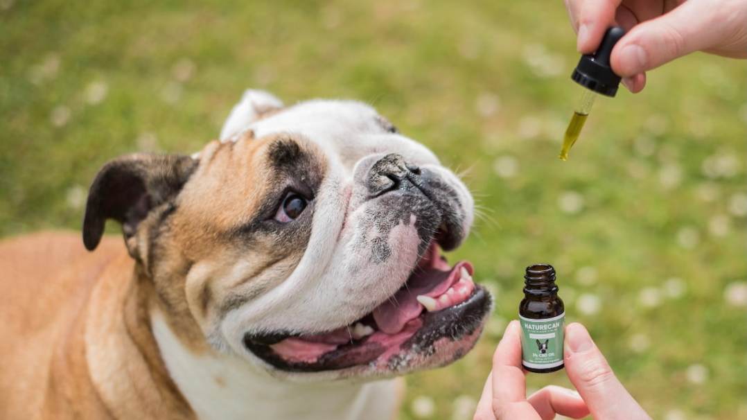 Los beneficios del CBD en mascotas