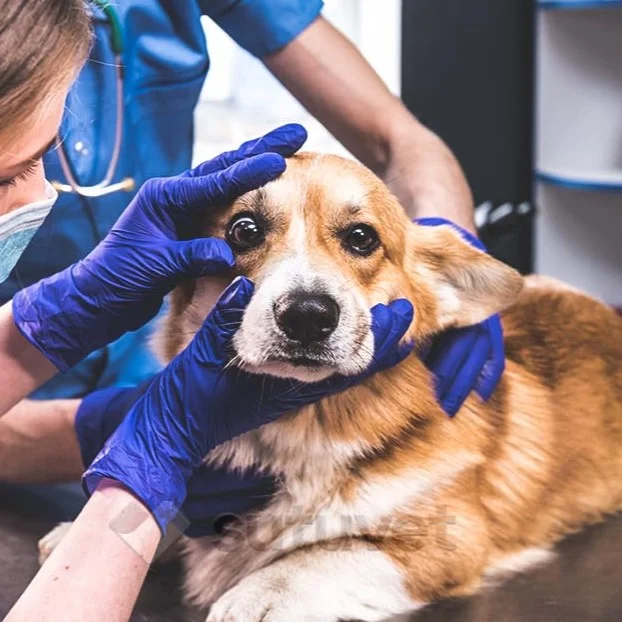 Oftalmología veterinaria