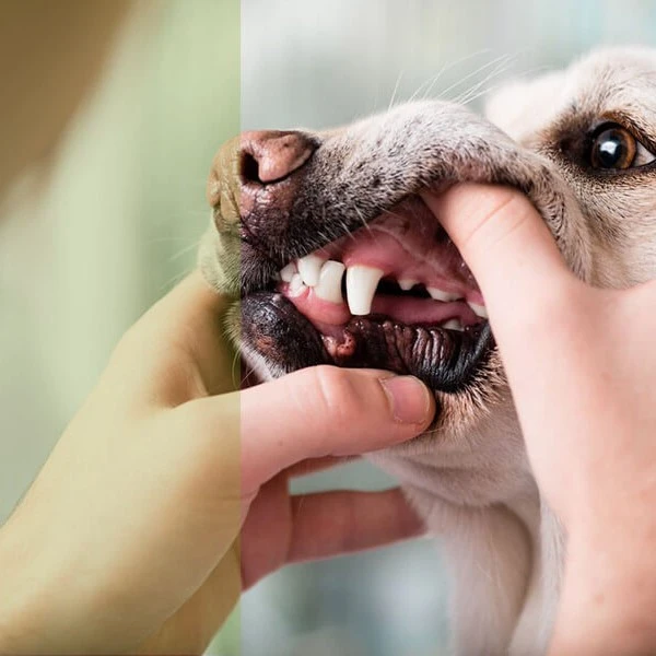 Odontología especializada