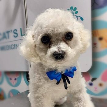 Bebe Salvador