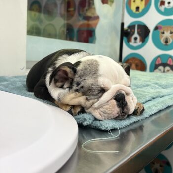 Hercules Castillo Ayala