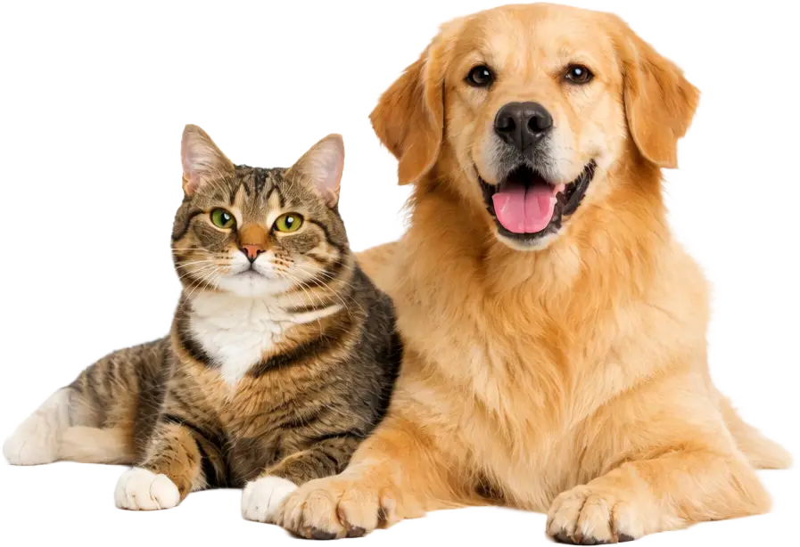 Mascotas Odontología veterinaria de mínima invasión