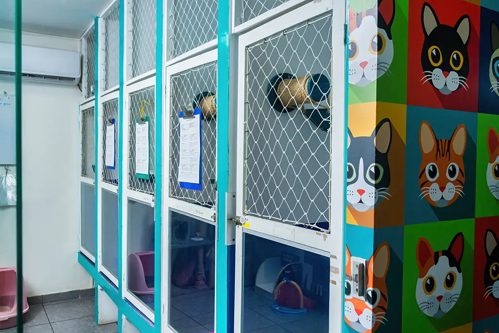Hospedaje para gatos: Cada gato tiene su propio espacio